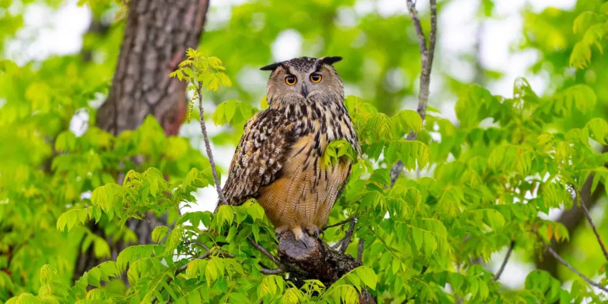 Central Park Zoo Released the Final Necropsy Results Revealing the