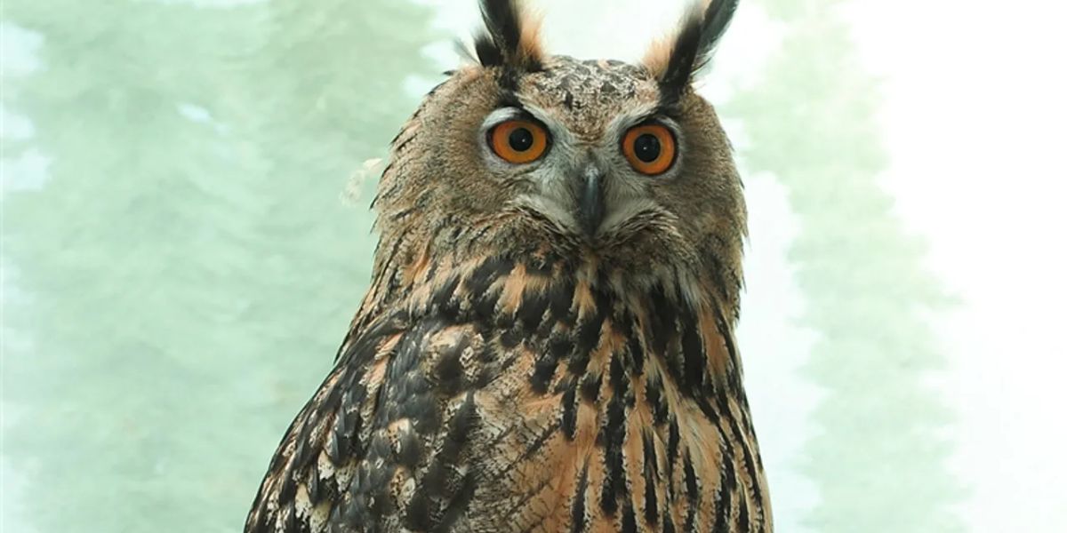 Central Park Zoo Released the Final Necropsy Results Revealing the Cause of Death of Flaco the Owl